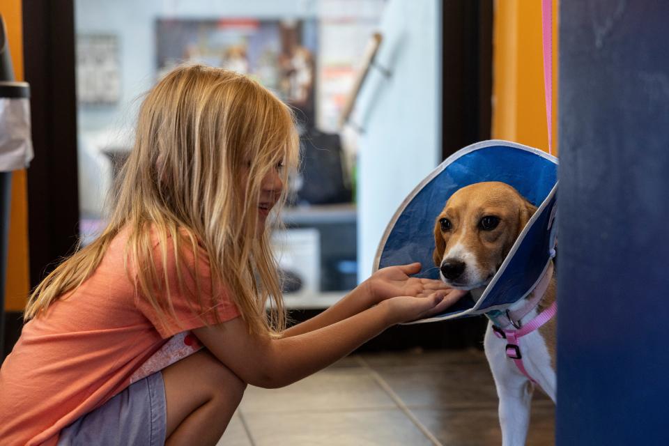 Molly Lavin, 4, pets Betty, a beagle rescued from Envigo breeding and research facility, as her parents Matt and Christie fill out adoption paperwork at the Homeward Trails Animal Rescue on Aug. 9, 2022.