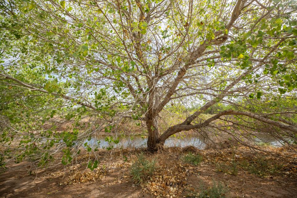A Rio Grande cottonwood grows on the banks of the Rio Bosque Wetlands Park. The native species were reintroduced as part of the restoration. 