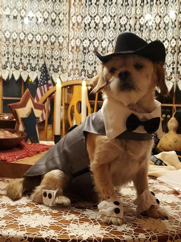 Doggy wedding: The groom is a 7-year-old Chihuahua Terrier mix named Benji.