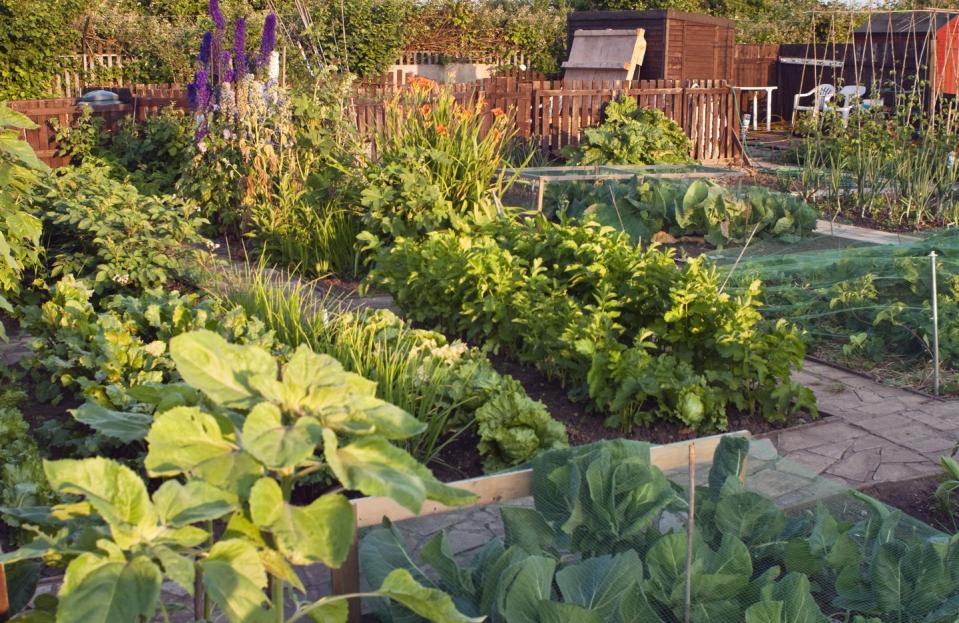 allotment garden in summer