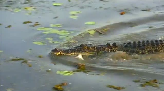 Some fishermen told 7 News they had seen six-metre crocs swimming at Salt Water Arm near Darwin. Photo: 7 News