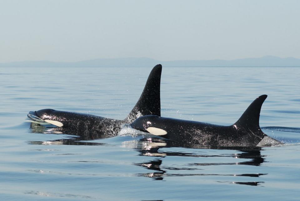 Two Southern Resident killer whales float above the water.