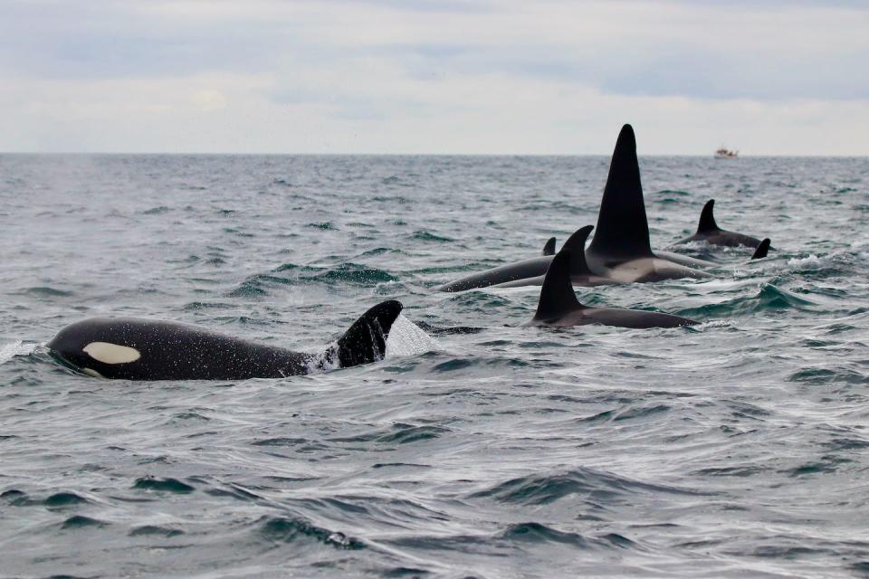 A group of killer whales in Vestmannaeyjar, Iceland, travelling slowly after feasting on herring. (A. Remili), Author provided