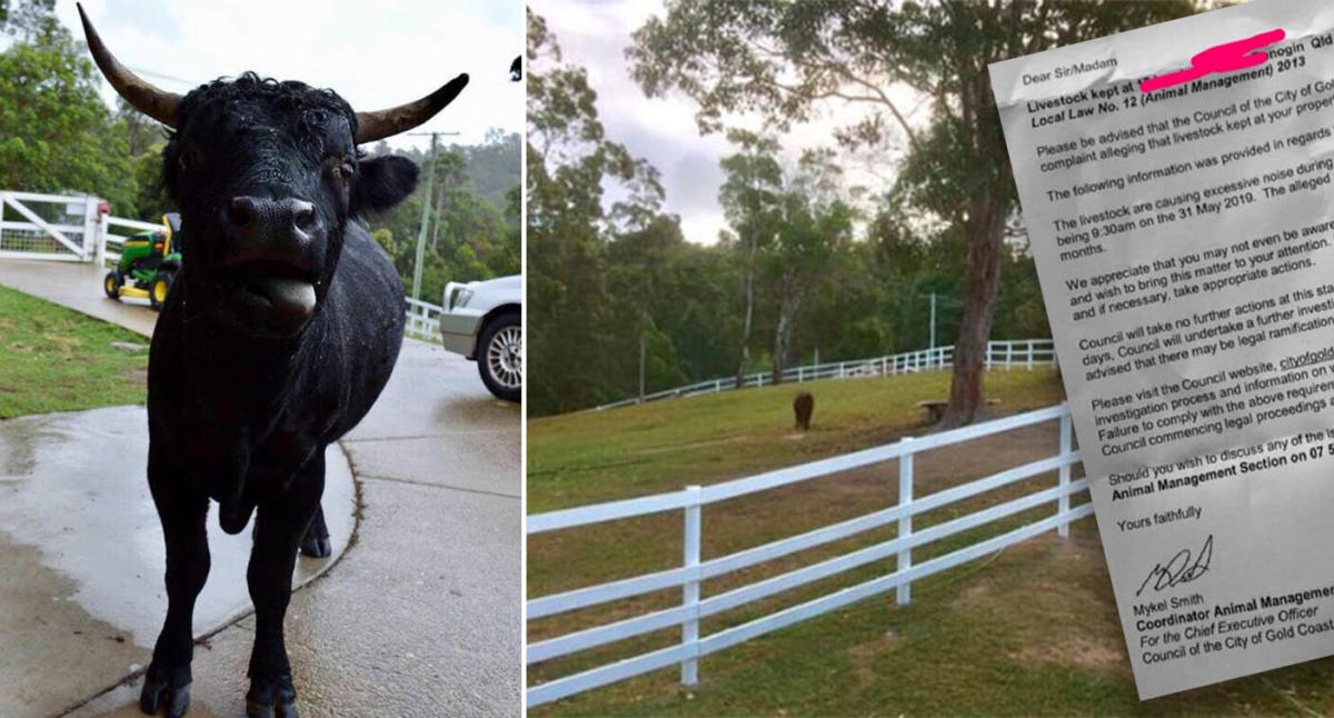 'What a load of bull!' Council issues 'ridiculous' noise complaint over cow's mooing