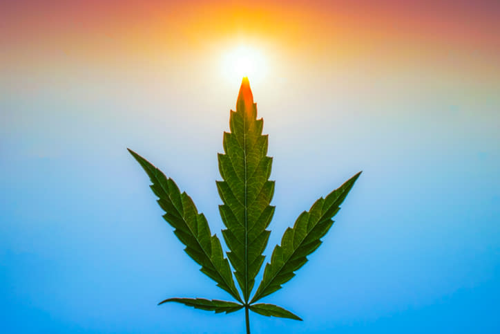 Marijuana leaf positioned vertically upward in front of a sky filled with the colors of a rainbow.