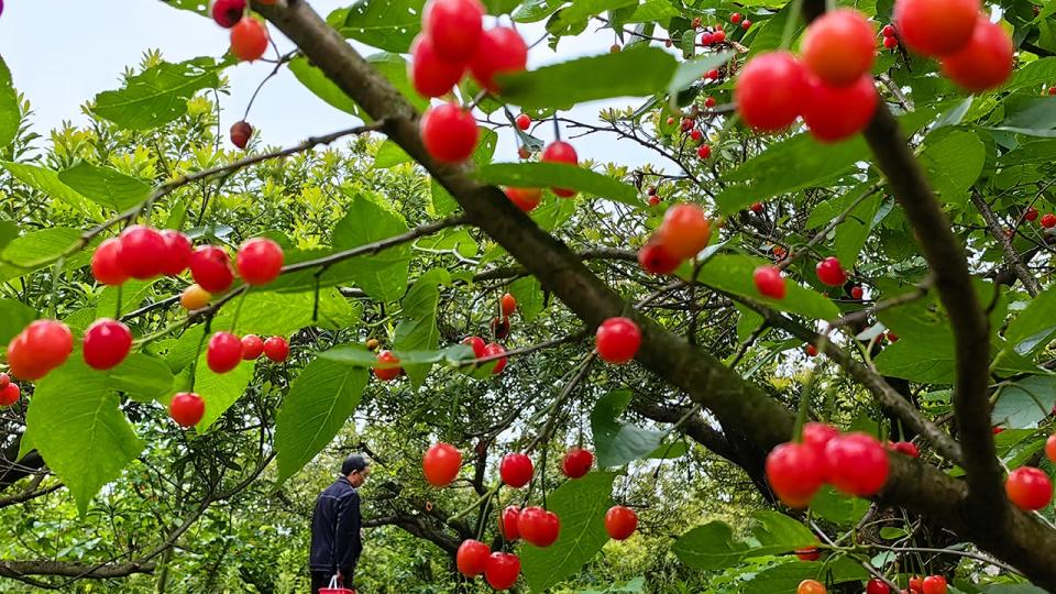 A close-up of cherries from tree