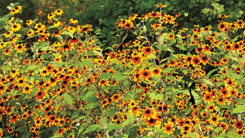 Rudbeckia