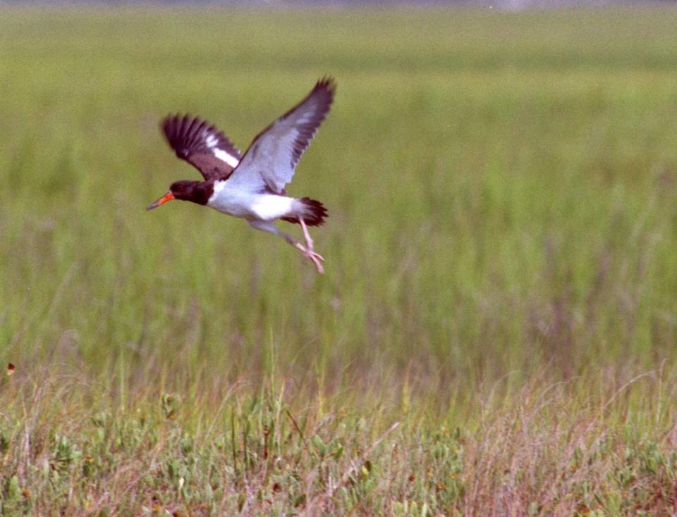 An American oystercatcher is one of several birds that nests on Lea Island, a large portion of which is for sale. N&O file photo