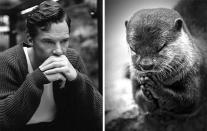 Benedict Cumberbatch reagierte damit auf eine Vielzahl von Bildzusammenschnitten, die im Internet kursieren. Dieser betende Otter wurde kurzerhand neben ein ähnlich nachdenkliches Foto des Schauspielers gestellt. Beides natürlich stilecht in Schwarz-Weiß, um dem Bild noch mehr Nachdruck zu verleihen. (Bild-Copyright: Tumblr/benedictvsotters)