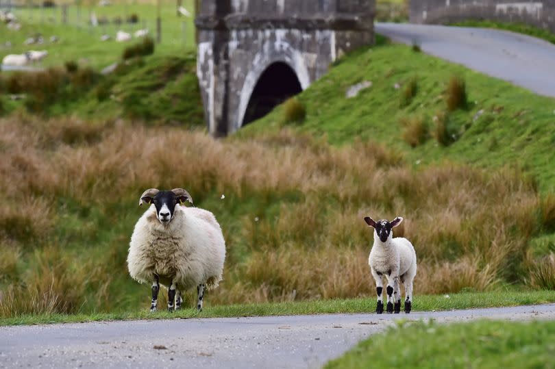 One swear in Welsh is 'dim gwerth rhech dafad', which means 'not worth a sheep's fart' in English