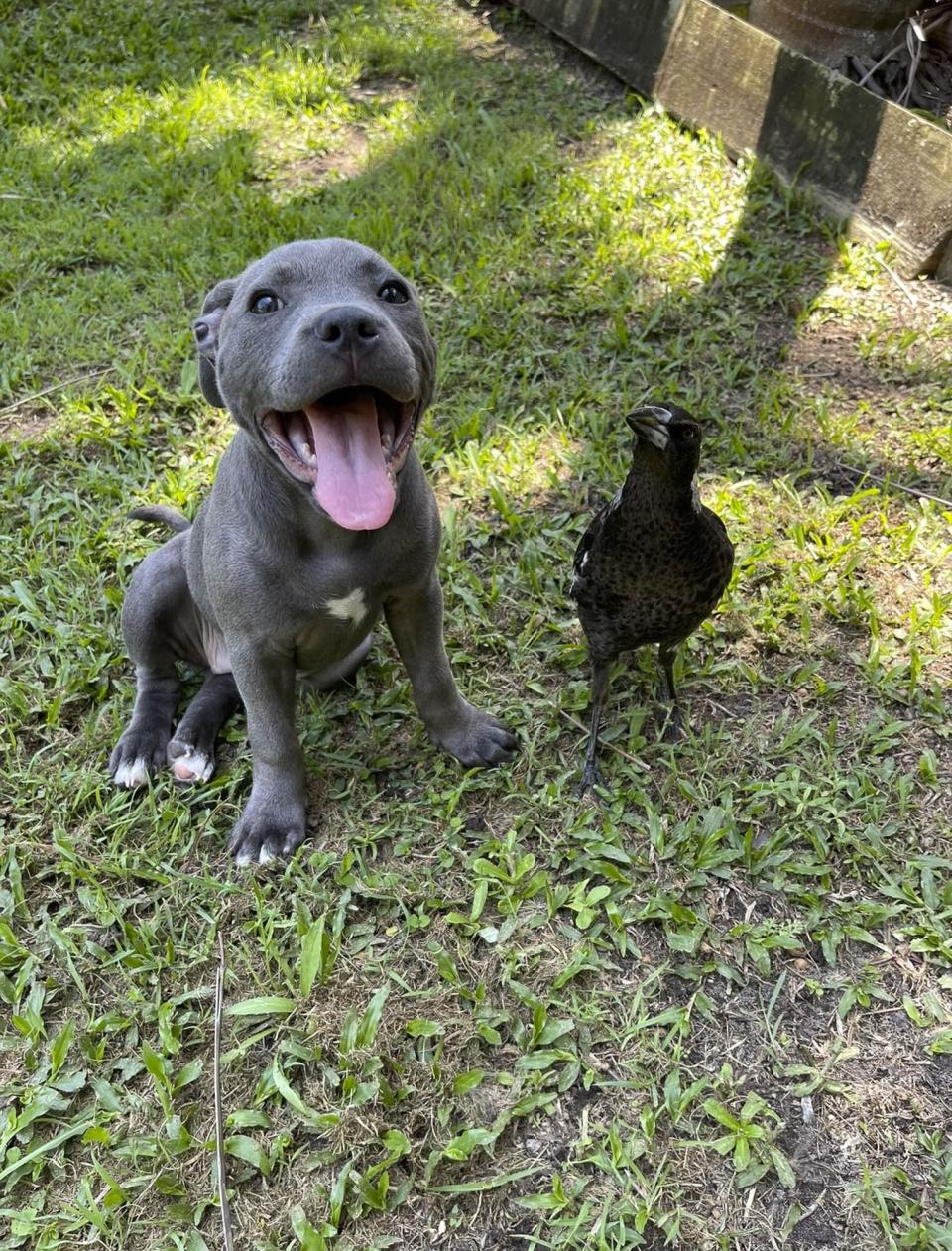 Dogs friends with bird