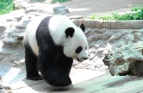 <p>Os pandas gigantes, uma espécie emblemática para a conservação da natureza, tem uma população atual de apenas 1.864 animais selvagens na China. Embora esse número esteja aumentando, a espécie ainda é ameaçada pelas mudanças climáticas e os impactos da atividade humana. (<i>Foto: Rex</i>)</p>