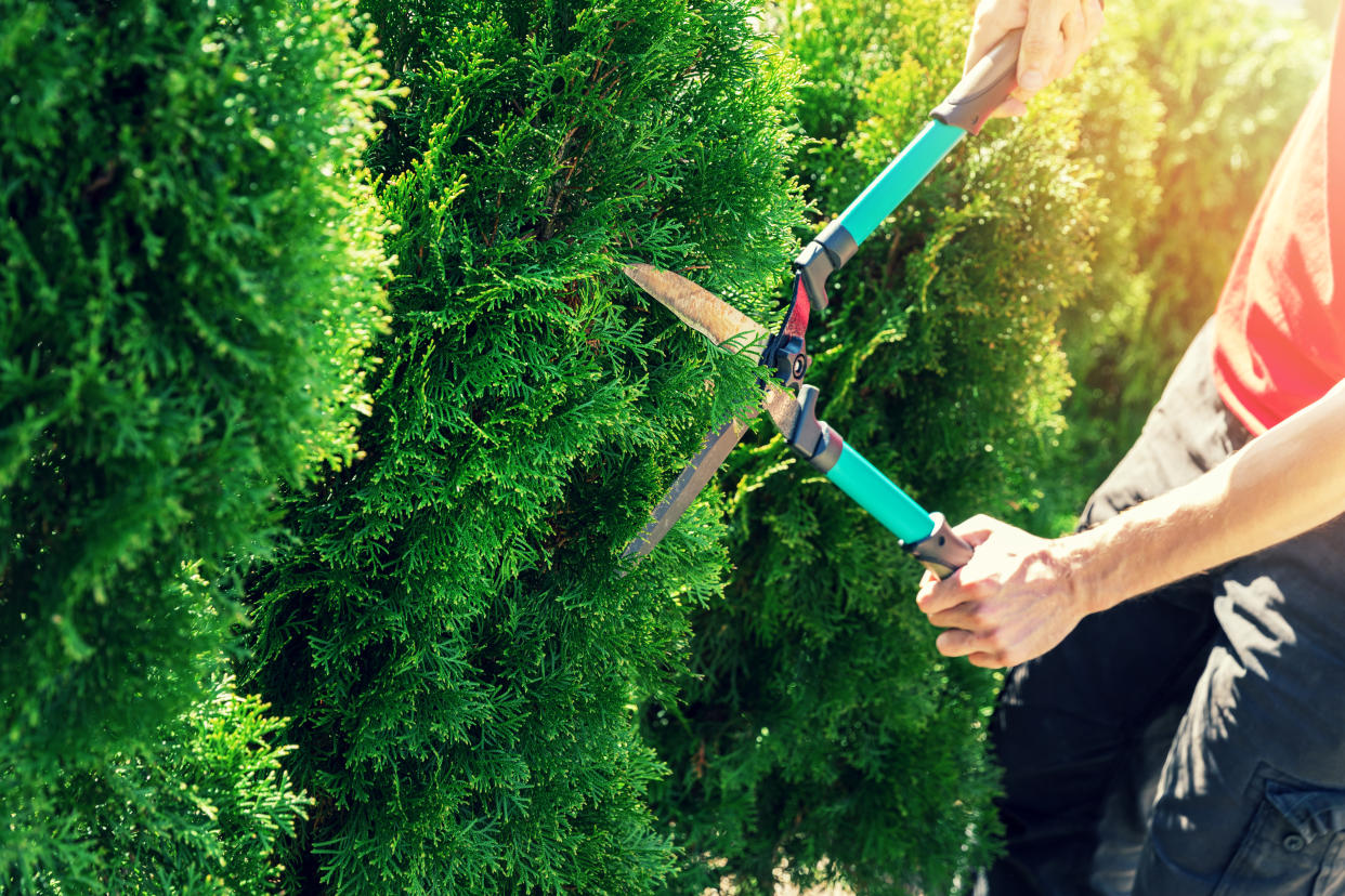 cutting thuja tree with garden hedge clippers