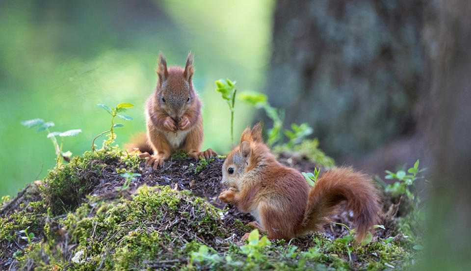 Wildlife photography by Dani Connor