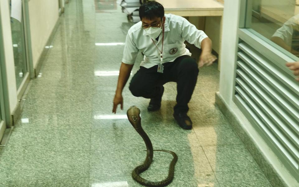 Mongkhon Phanloed faces off with a cobra loose in the corridor - Sarah Newey