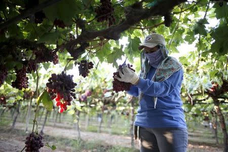 A farm worker picks table grapes in Maricopa, California, United States, July 24, 2015. California is in their fourth year of a catastrophic drought. REUTERS/Lucy Nicholson