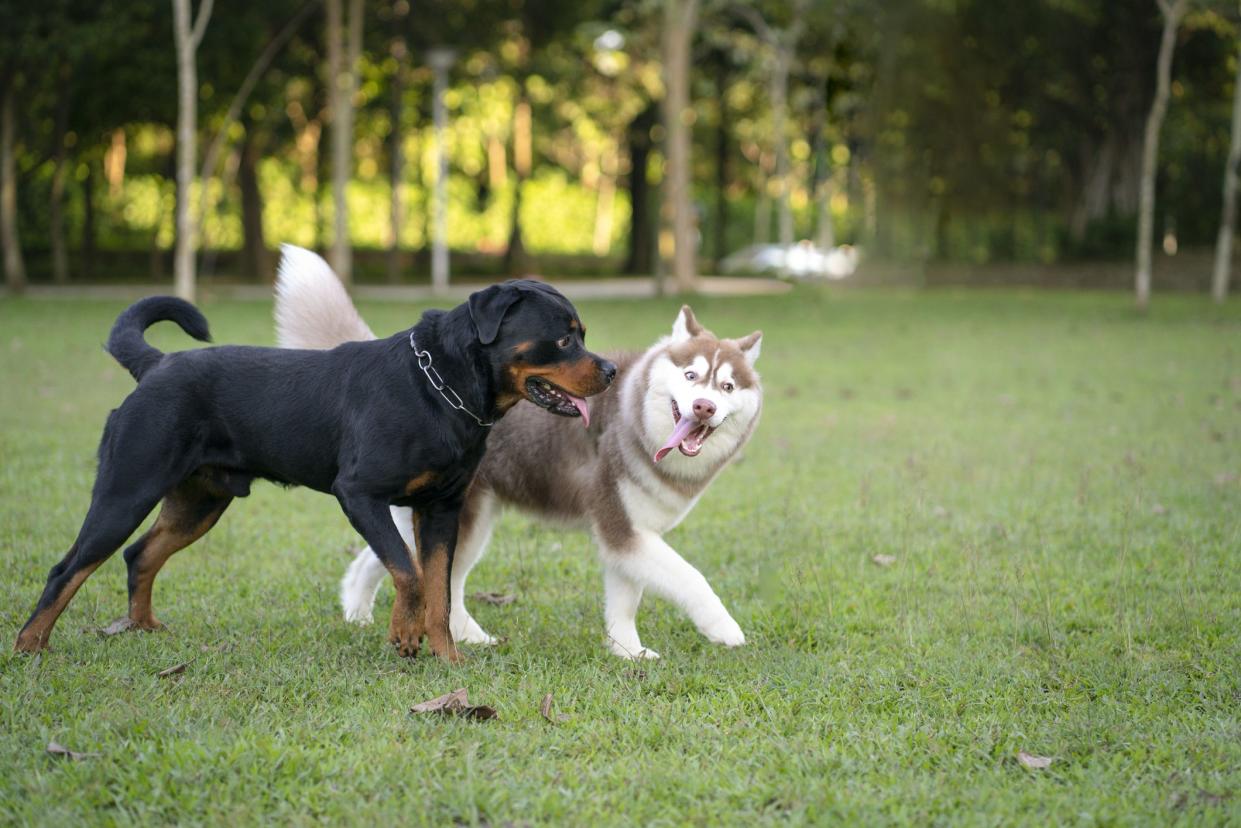 Two dogs of different breed - Rottweiler and Alaskan Malamute in the park. Dog socialize concept.