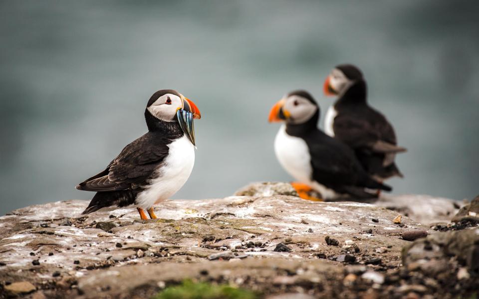 'From May to late August the islands are overrun with thousands of perky, orange-beaked puffins' - RAZVAN CIUCA/GETTY