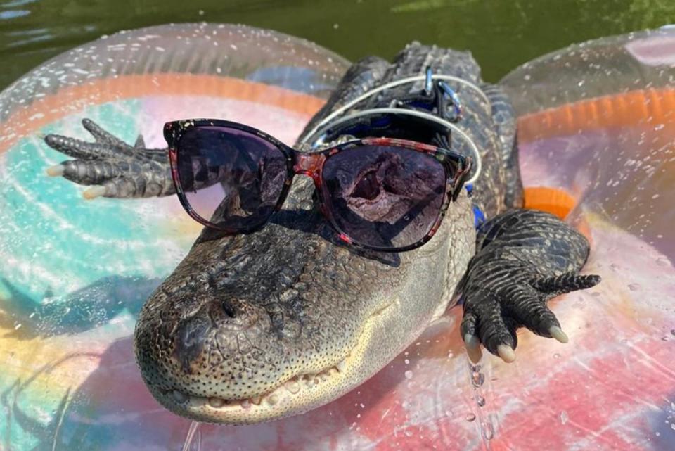 Wally, the emotional support alligator, has gone missing in a swamp in Georgia (Joie Henney/ wallygatornjoie/ Instagram)