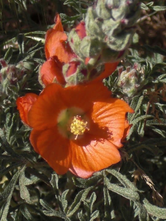 Scarlet Globemallow | Photo courtesy Andrey Zharkikh (iNaturalist)