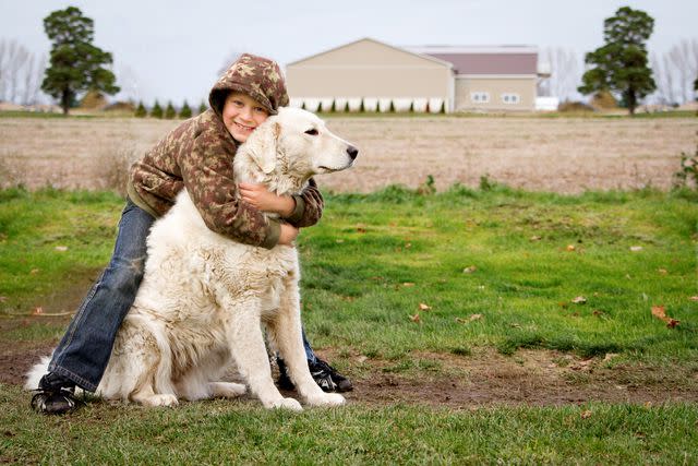 <p>Getty Images/Adeena Pentland</p> Kuvasz dogs make great family dogs and livestock guardians.