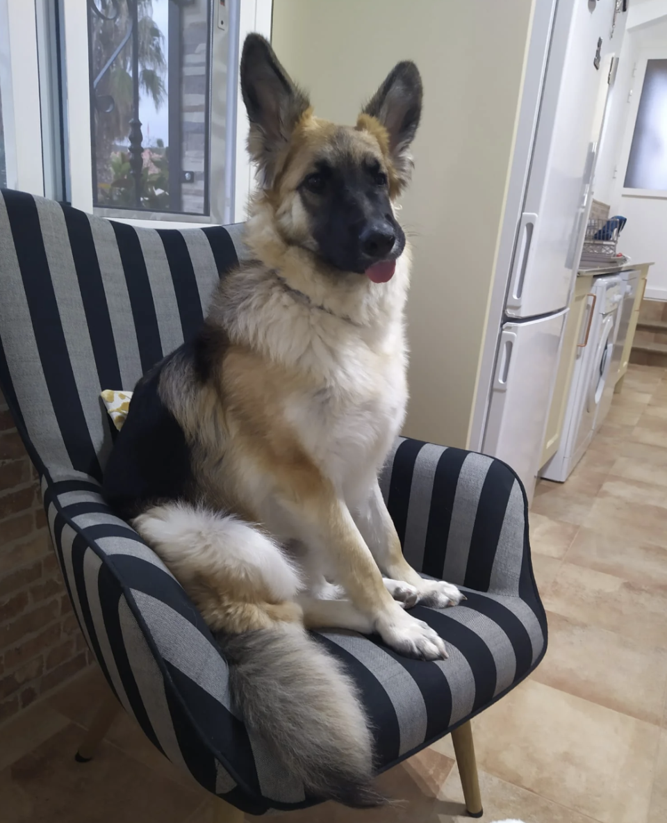 German Shepherd sitting upright on a striped chair indoors, looking alert