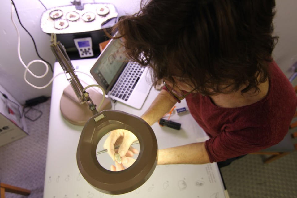 Annalea drawing hypolith colonizations in the lab. <cite>The Mars Society</cite>