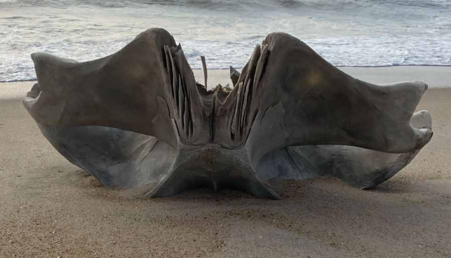 A large portion of a humpback whale’s skull washes ashore on Cape Hatteras Island. (Courtesy E. Dlutkowski via the National Park Service)
