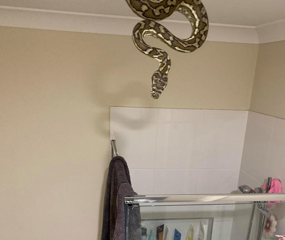 A coastal carpet python caught in a lighting fixture of a Graceville home. Source: WildlifeQLD.com.au