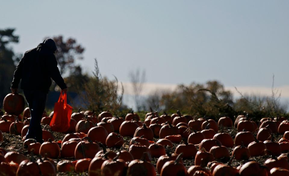 Picking a pumpkin was on the agenda for many families Sunday, Oct. 21, 2018, at Cuff Farms in Hortonville, Wis.
