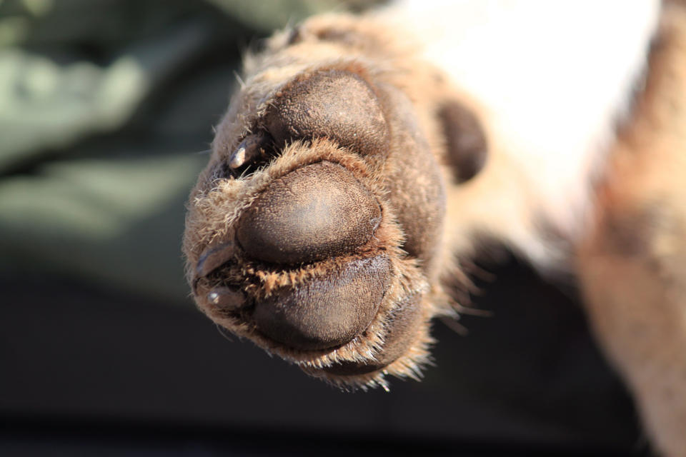 In this Jan. 30, 2020 photo the paw of a sedated Mexican gray wolf is seen after the animal was captured near Reserve, N.M., as part of an annual survey of the endangered species. The Fish and Wildlife Service on Wednesday, March 18 announced the result of the latest survey, saying there are at least 163 wolves in the wild in New Mexico and Arizona. That marks a nearly 25% jump in the population from the previous year. (AP Photo/Susan Montoya Bryan)