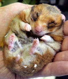 <span class="caption">Gene therapy research into Alzheimer’s has studied the brains of hibernating hamsters to explore similarities with an affected human brain.</span> <span class="attribution"><a class="link " href="http://www.epa.eu/science-photos/research-photos/scientists-develop-quick-test-for-alzheimer-photos-01215691" rel="nofollow noopener" target="_blank" data-ylk="slk:EPA;elm:context_link;itc:0;sec:content-canvas">EPA</a></span>