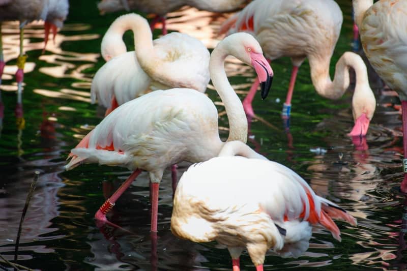 Flamingo Ingo (C) stands in the sunlight on a morning in a small lake at Berlin Zoo next to his fellow flamingos. Ingo the flamingo, believed to be the oldest resident of the Berlin Zoological Garden, has died, the institution announced. Gregor Fischer/dpa