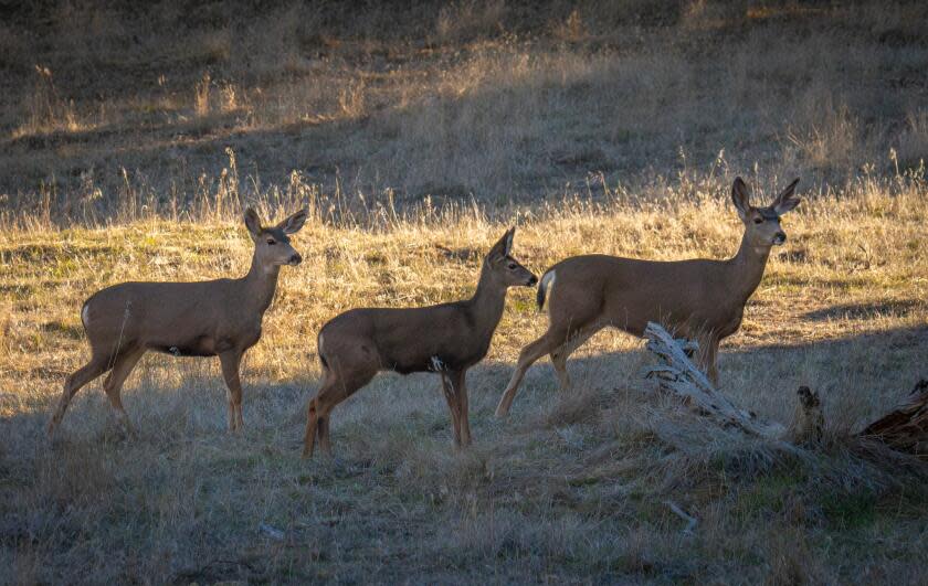 A group of deer.