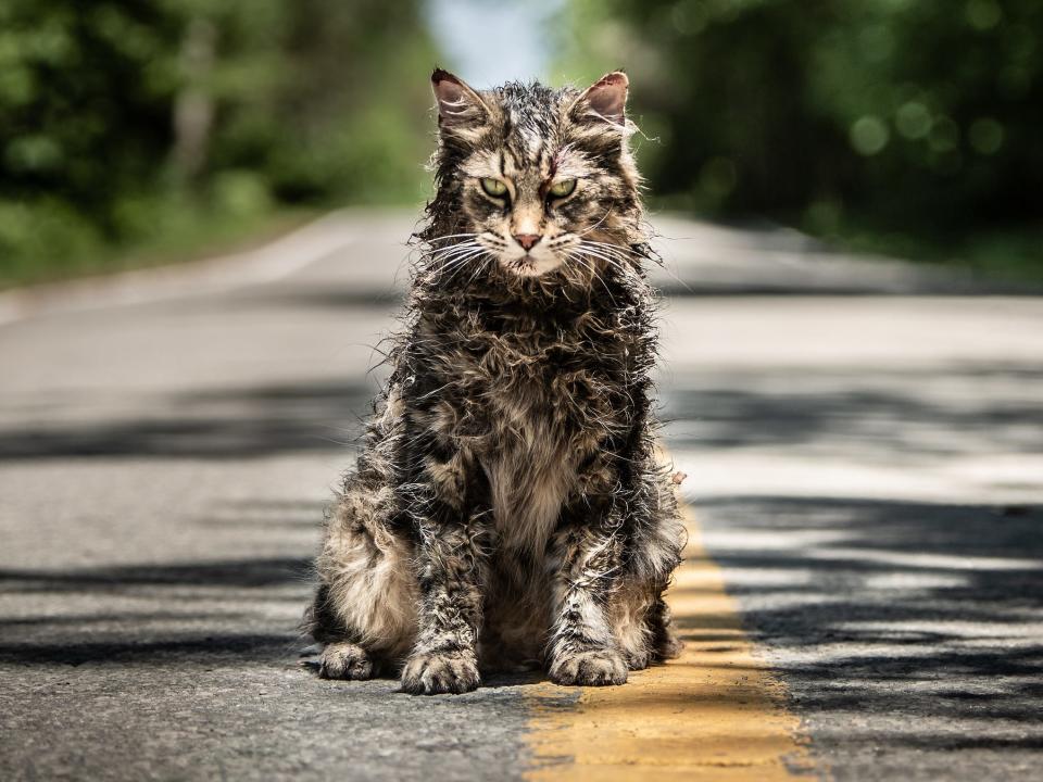 cat pet sematary