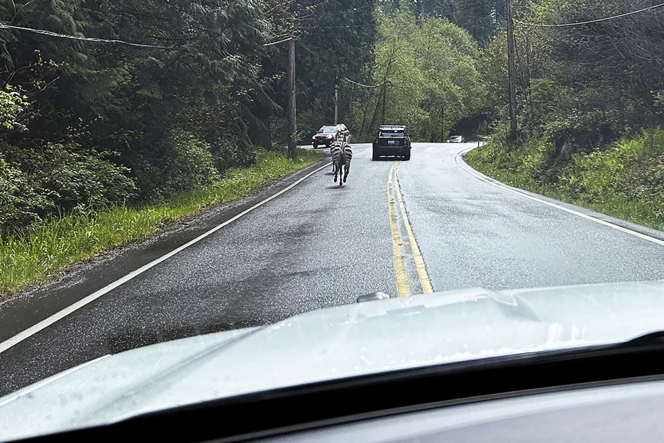 This image provided by the Washington State Patrol shows zebras that got loose Sunday, April 28, 2024, when the driver stopped at the Interstate 90 exit to North Bend, Wash., to secure the trailer in which they were being carried. The Washington State Patrol said the four zebras made their way to the town before three were capture, and the fate of the fourth was not immediately known. (Rick Johnson/Washington State Patrol via AP)