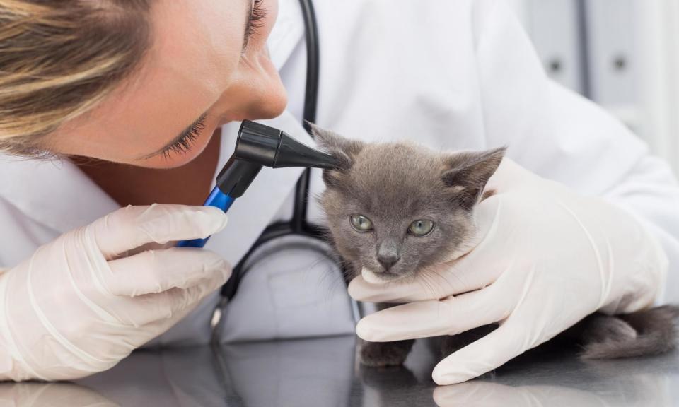 <span>The UK veterinary market is worth £2bn a year but fears are growing that large chains now dominate the sector.</span><span>Photograph: Zoonar GmbH/Alamy</span>