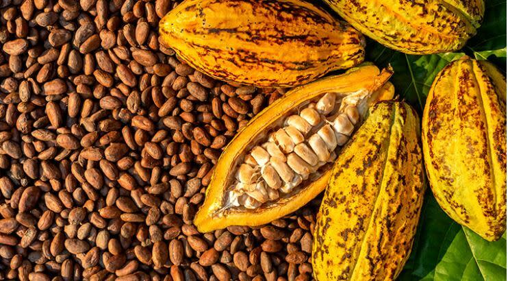 La subida del cacao es natural