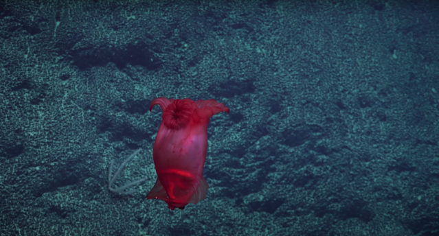 This headless chicken is the deep-sea 'monster' of our dreams