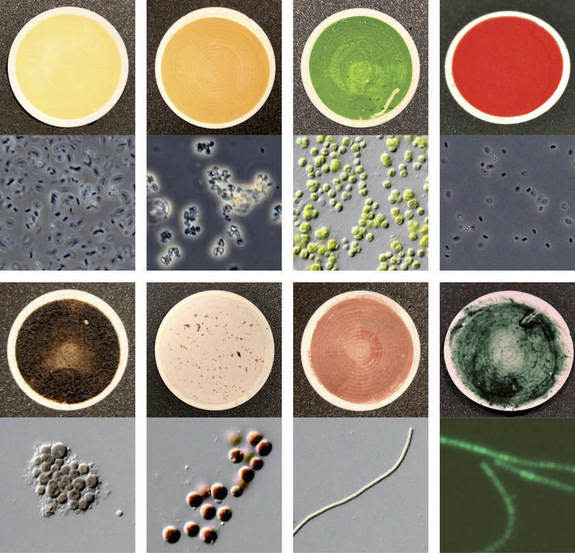 Samples of the way different microorganisms reflect sunlight, also known as their spectra, which could help astronomers decipher what kind of life lives on planets outside our solar system. In each panel, the top is a regular photograph of the