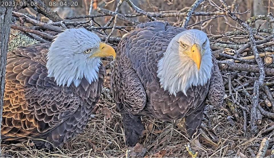 Martin and Rosa the bald eagle couple of the Dulles Greenway Wetlands make improvements to their nest in January 2023.