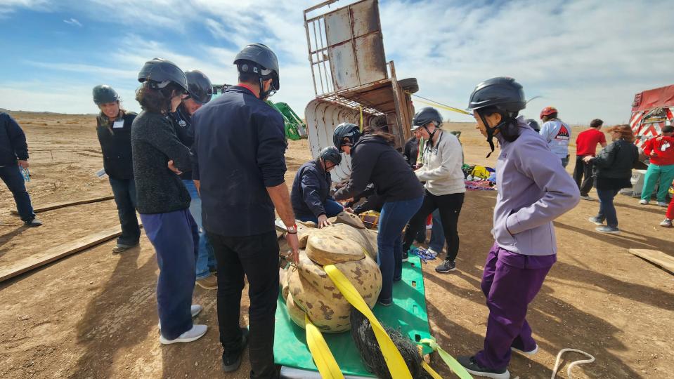 Students from Texas Tech's various health sciences disciplines work on a downed horse scenario Friday at the campus in Amarillo.