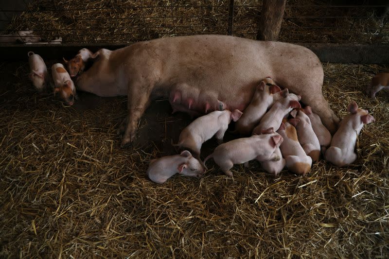 A pig farm for Niman Ranch located in Maryland, U.S.