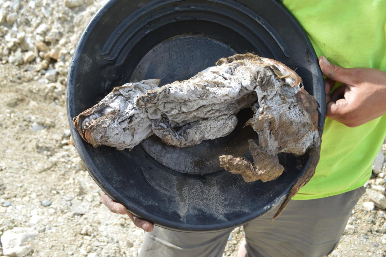 A person holds a container with a small mummified wolf pup curled inside.