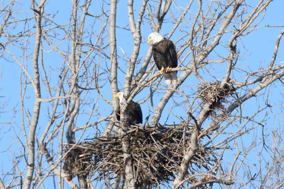 The pair of bald eagles seen at their nest in Toronto.