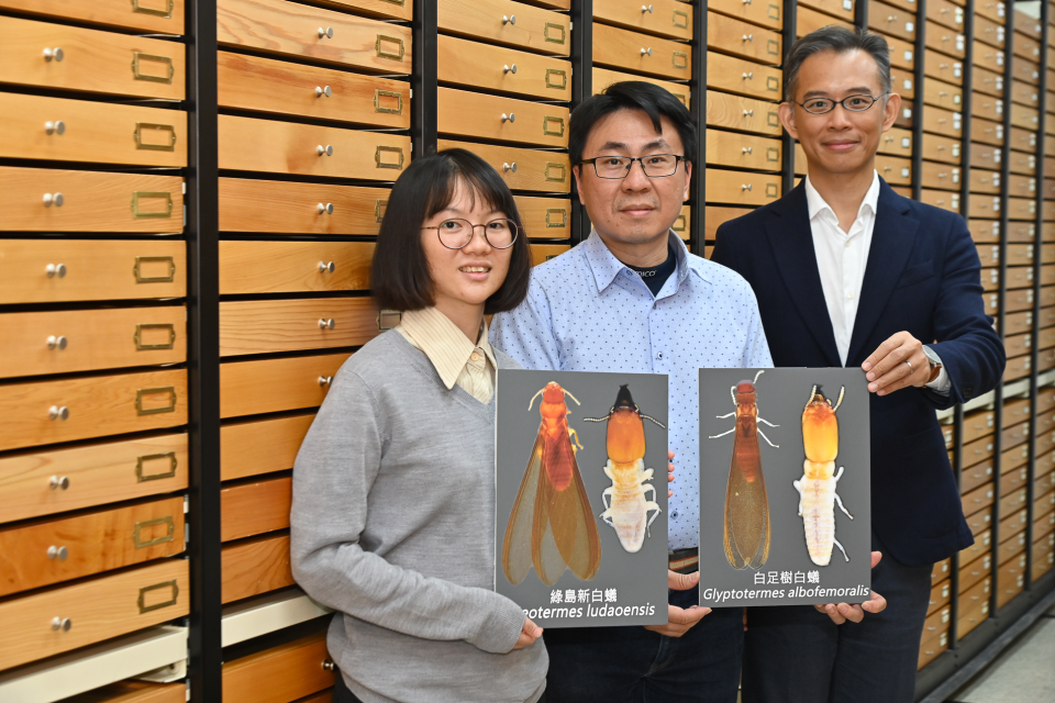 研究團隊--吳佳倩博士生（左）、蔡經甫副研究員（中）、李後鋒教授（右），於標本收藏庫中展示臺灣白蟻新成員。（圖：廖鎮磐）