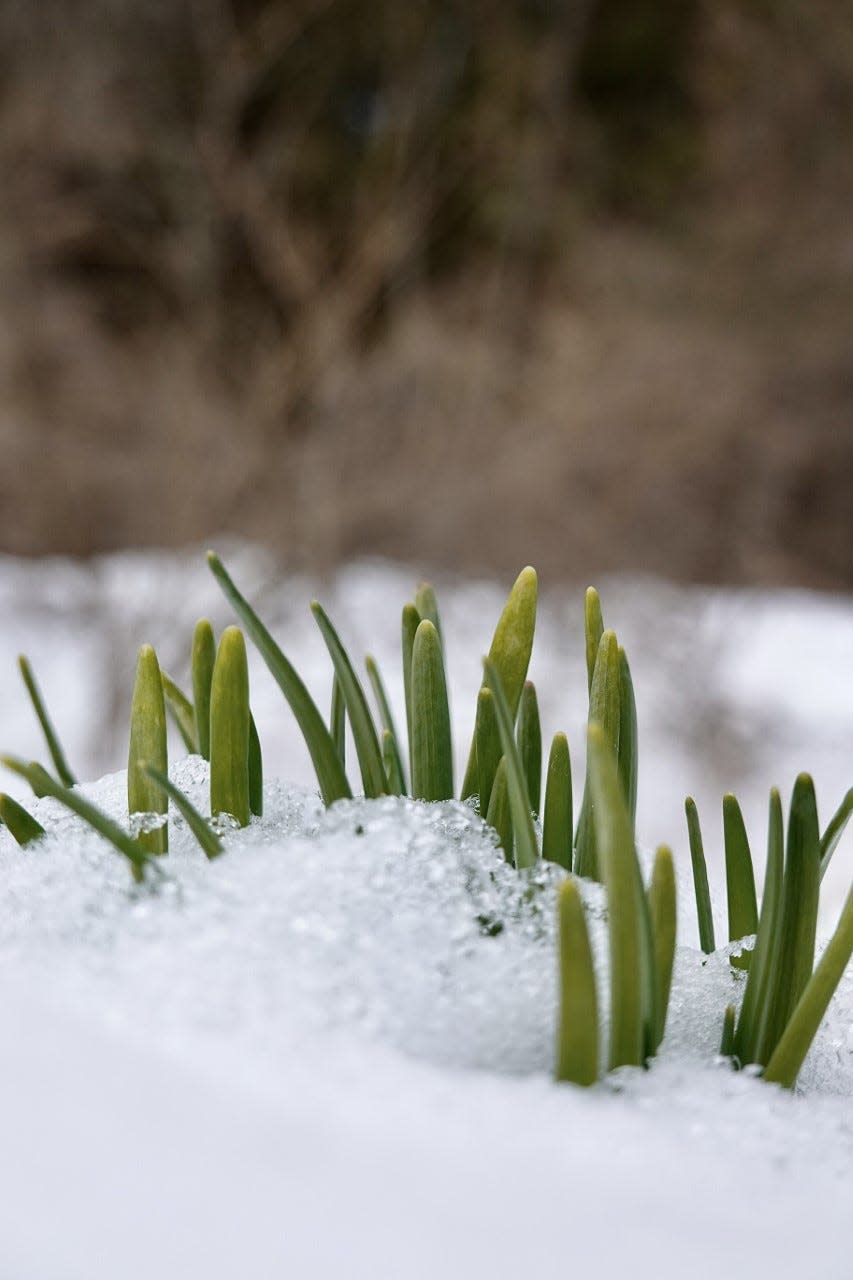 Daffodils peek through the snow in Vermont in early March 2023.