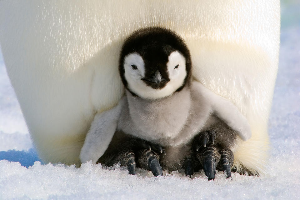 Tiny penguin