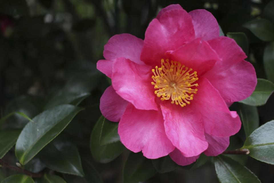 Yuletide Camellia