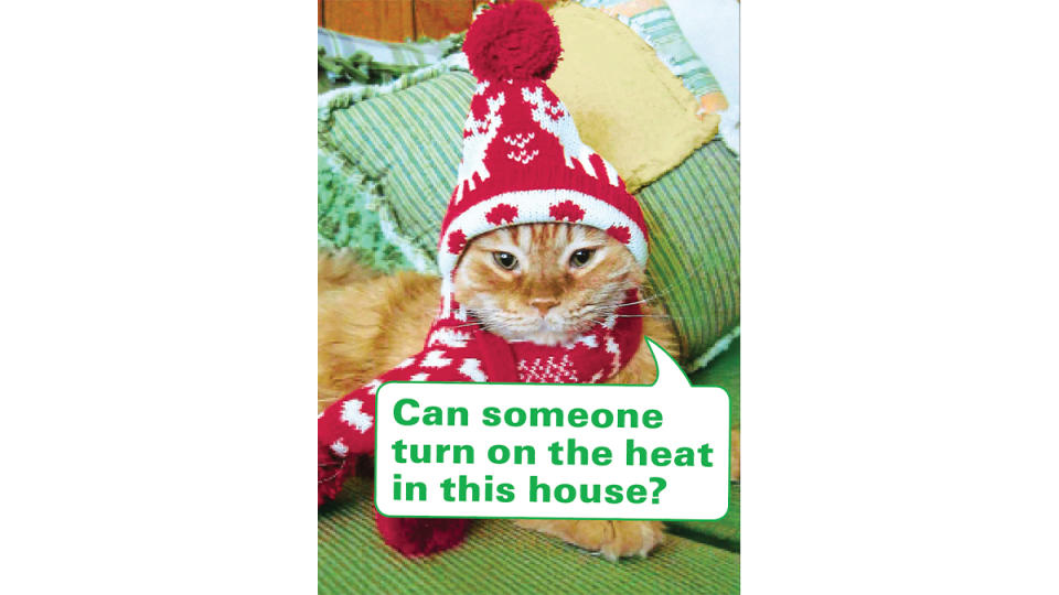 Funny photos: Cat bundled up with caption, 